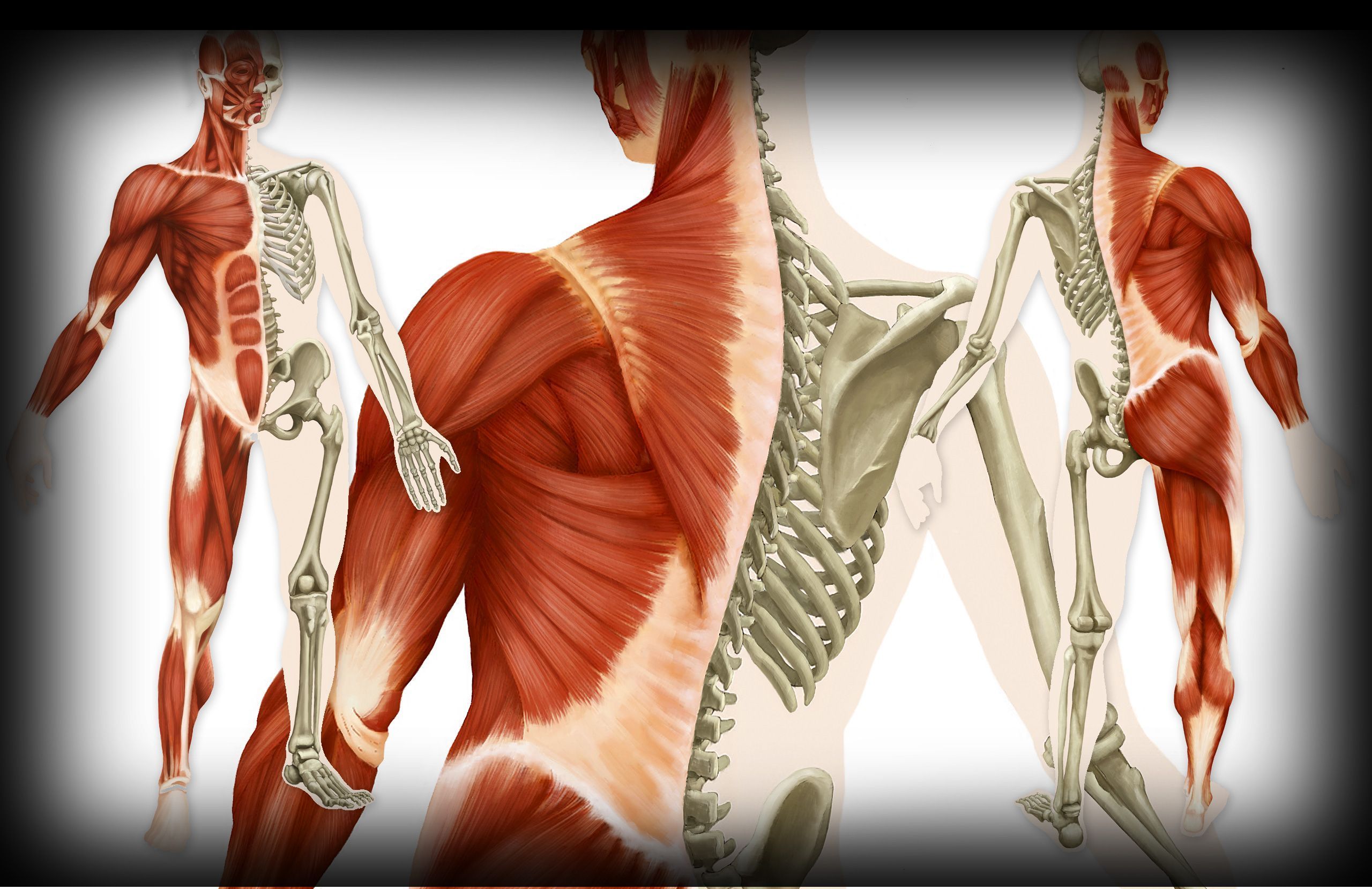 Anatomía humana